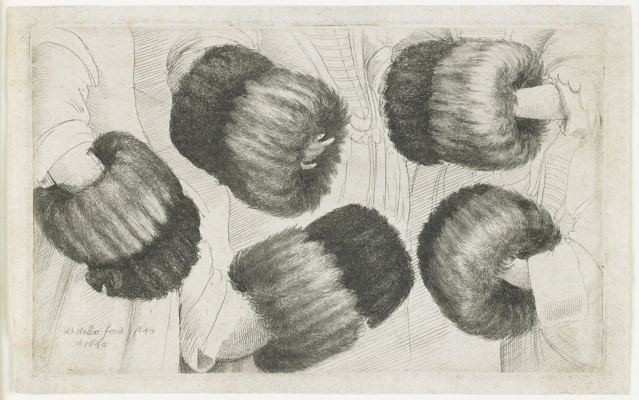 Un Muff en Cinco Vistas, 1645-1646 de Wenceslaus Hollar