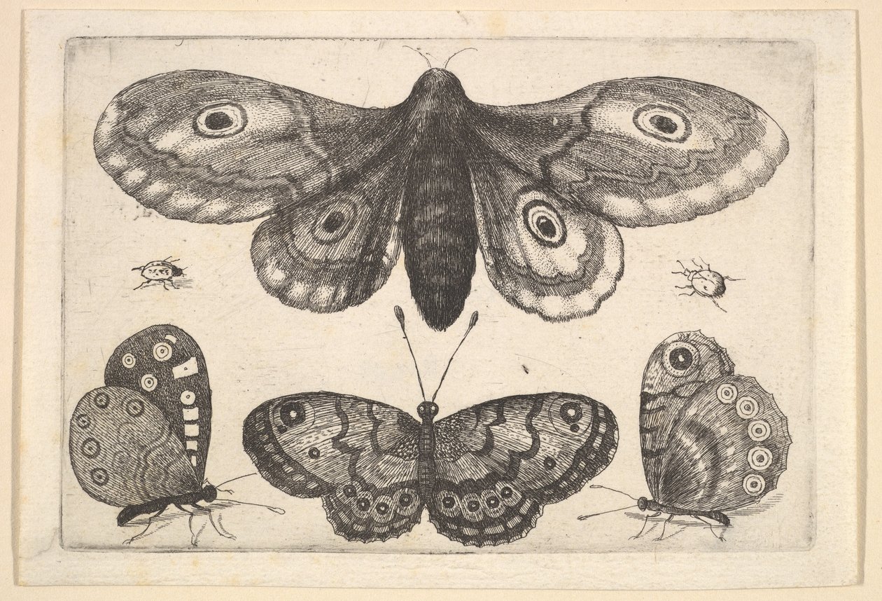 Una polilla, tres mariposas y dos escarabajos de Wenceslaus Hollar