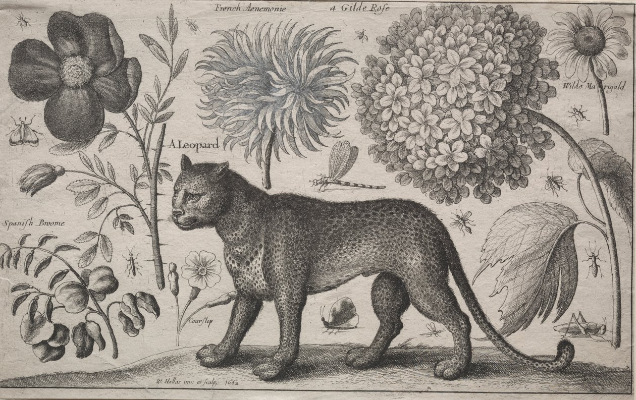 Animales y plantas: Leopardo con plantas e insectos de Wenceslaus Hollar