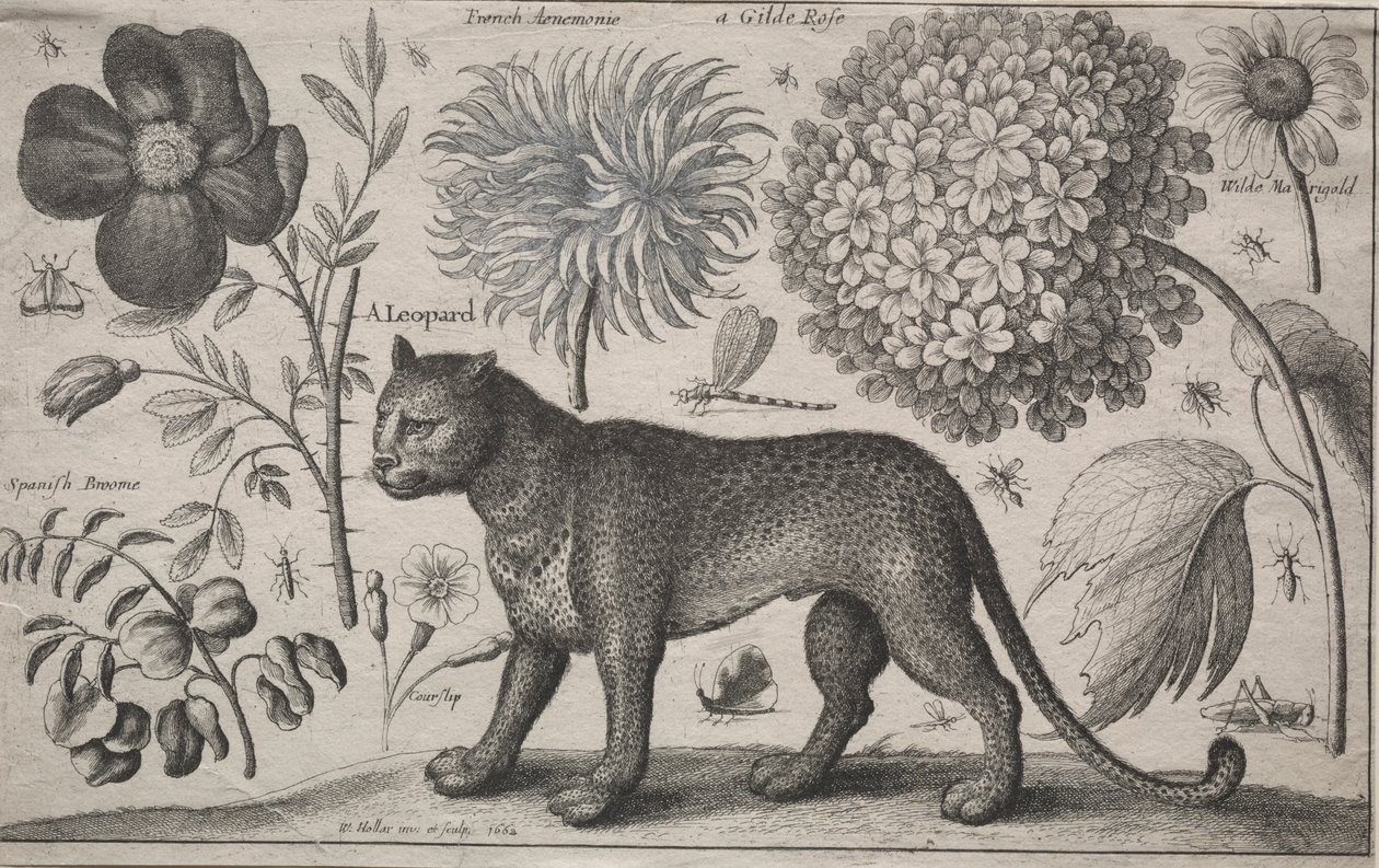 Animales y Plantas: Leopardo con Plantas e Insectos, 1662 de Wenceslaus Hollar