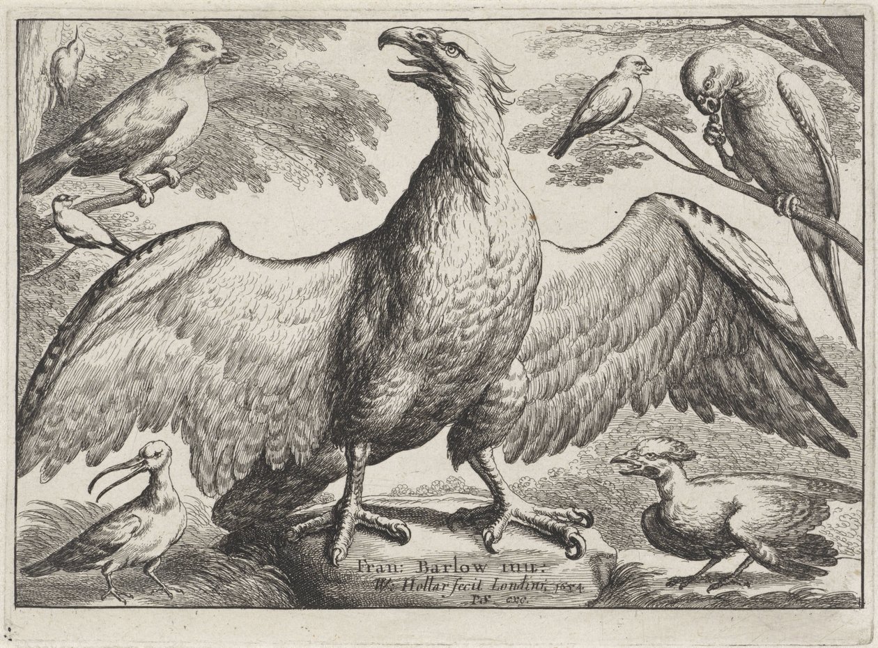 Águila Aves diferentes (título de la serie) de Wenceslaus Hollar