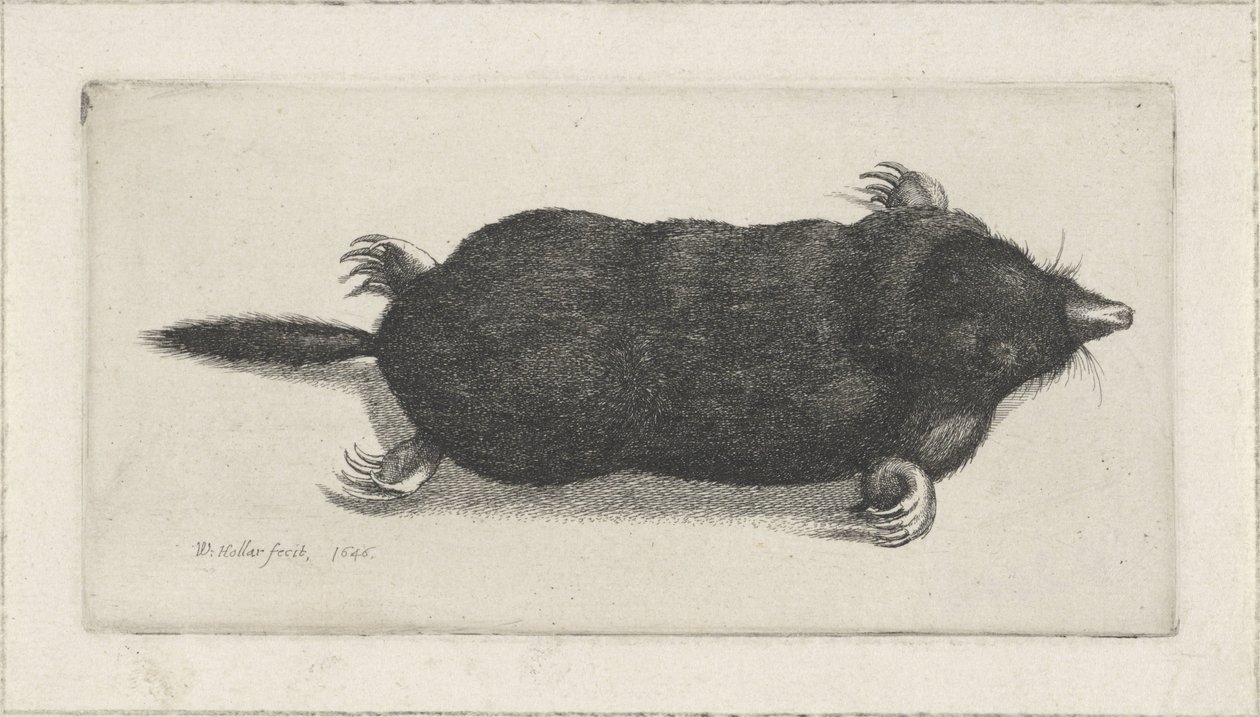 topo muerto de Wenceslaus Hollar