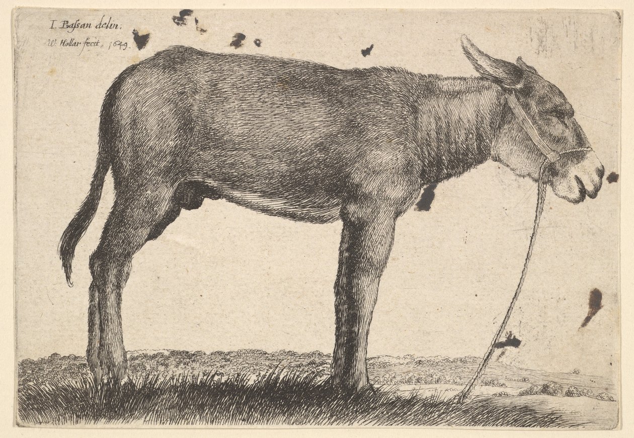 Burro de Wenceslaus Hollar