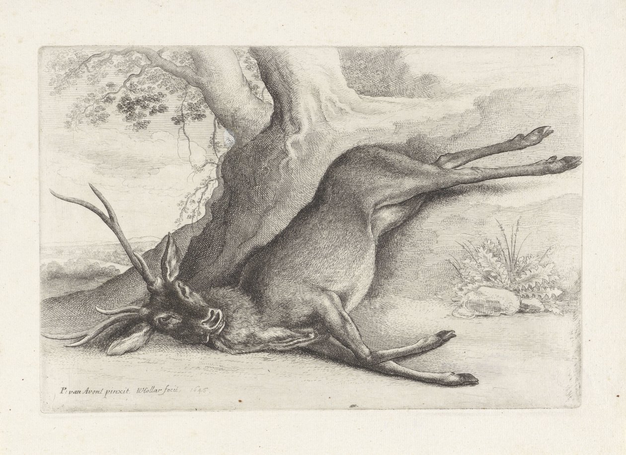 Un ciervo muerto a tiros
Caza, sabuesos y caza (título de la serie) de Wenceslaus Hollar