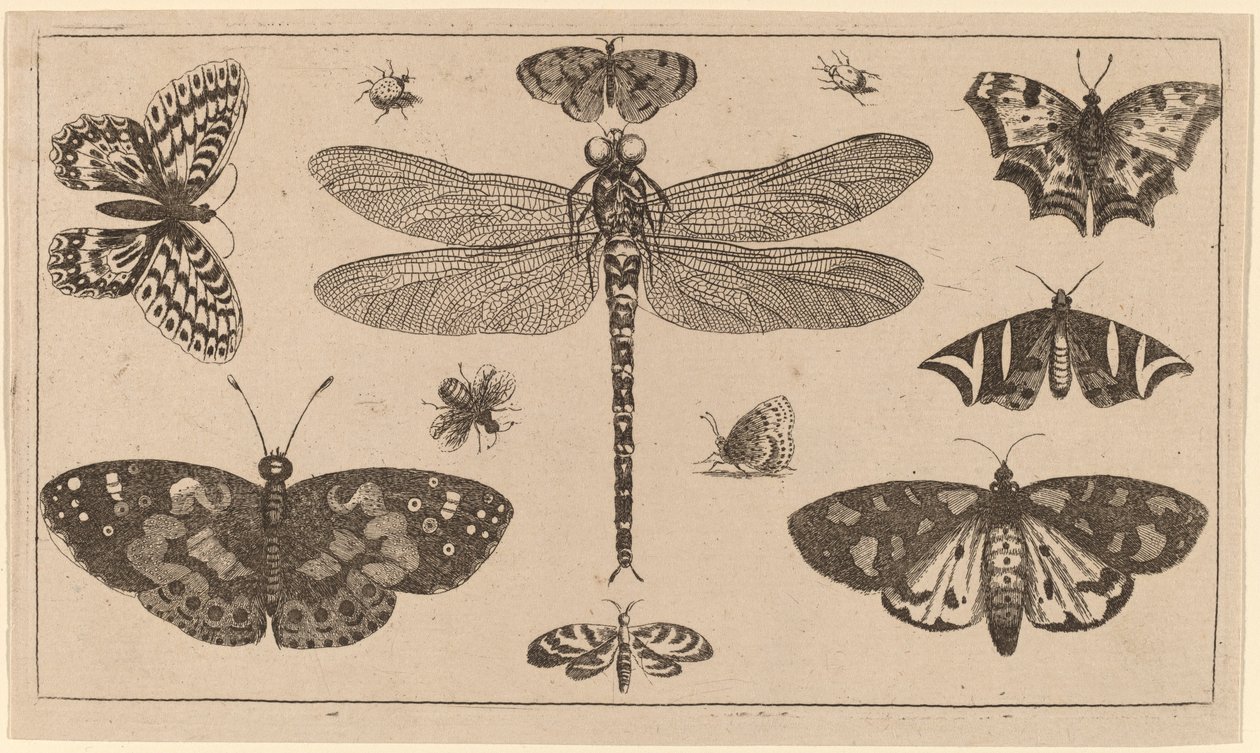 Libélula, mariquitas y mariposas de Wenceslaus Hollar