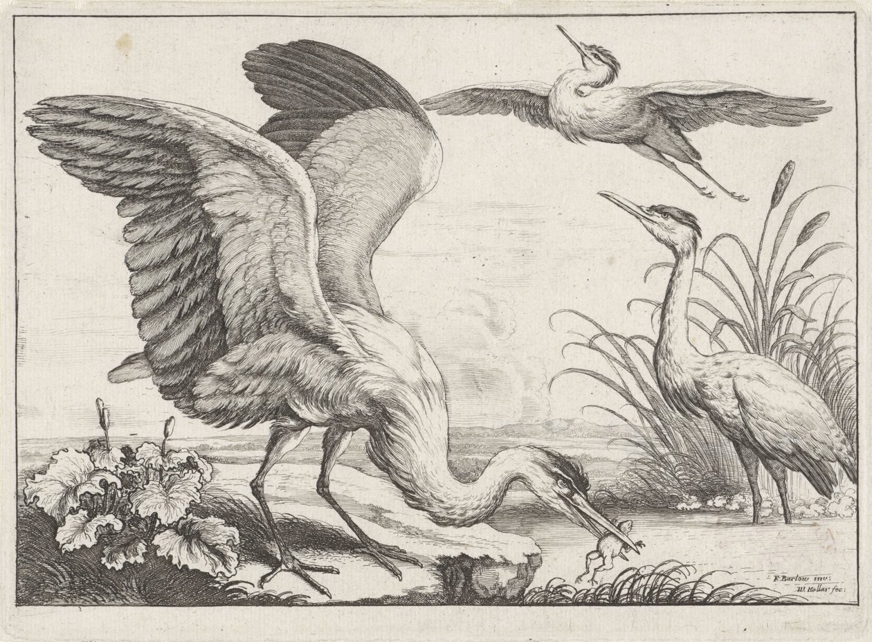 tres garzas Especies de Diversae avium (título de la serie) Aves diferentes (título de la serie) de Wenceslaus Hollar