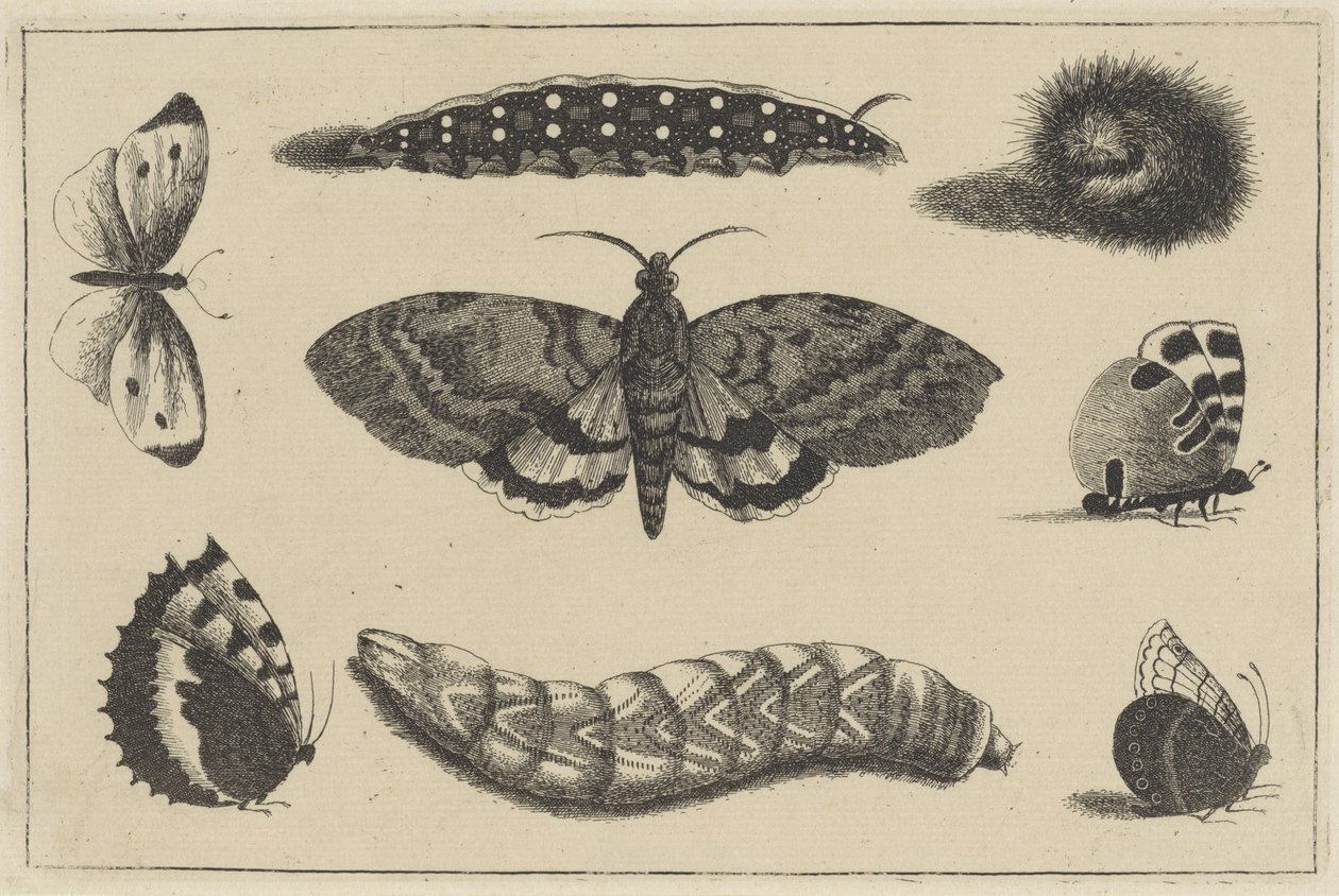 Tres orugas, una polilla y cuatro mariposas Varios insectos (título de la serie) Diversae Insectorum (título de la serie) de Wenceslaus Hollar
