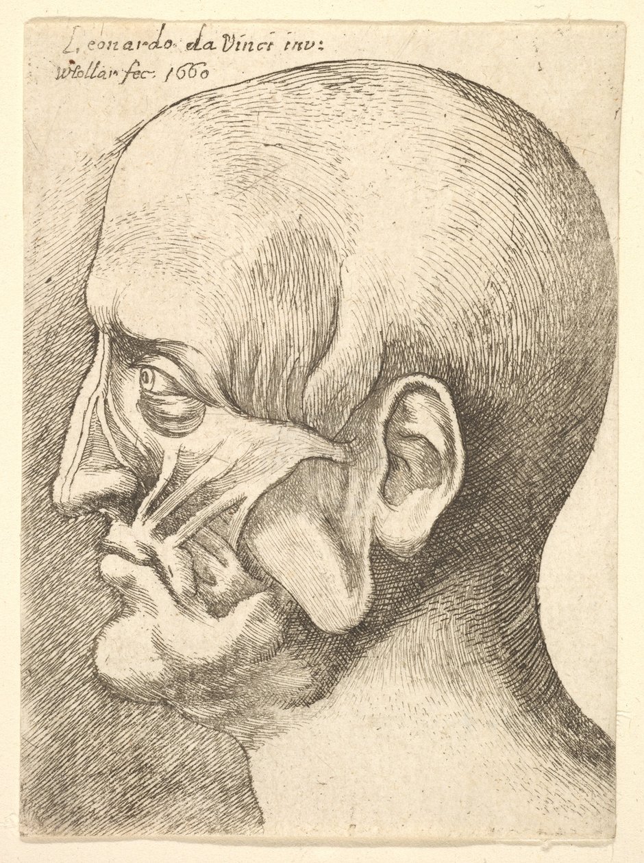 Cabeza de hombre en perfil a la izquierda, 1660 de Wenceslaus Hollar