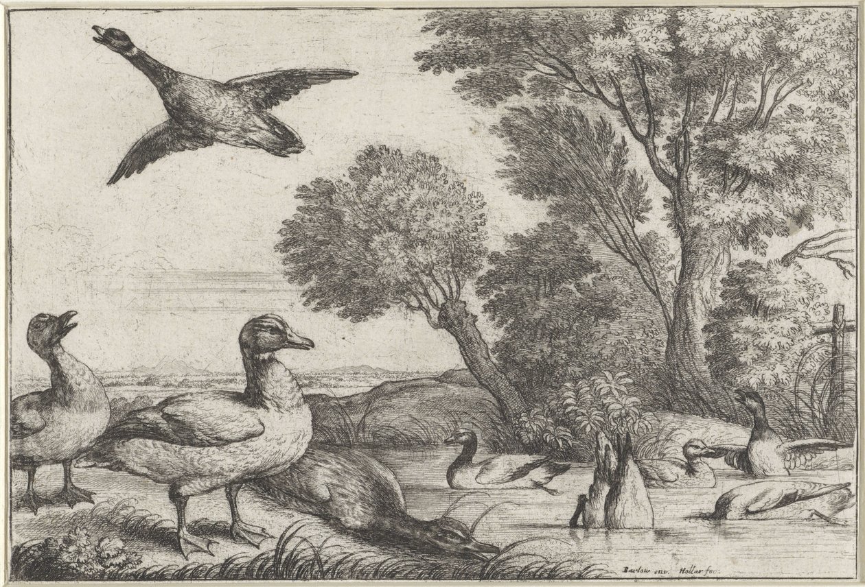 patos Especies de Diversae avium (título de la serie) Aves diferentes (título de la serie) de Wenceslaus Hollar