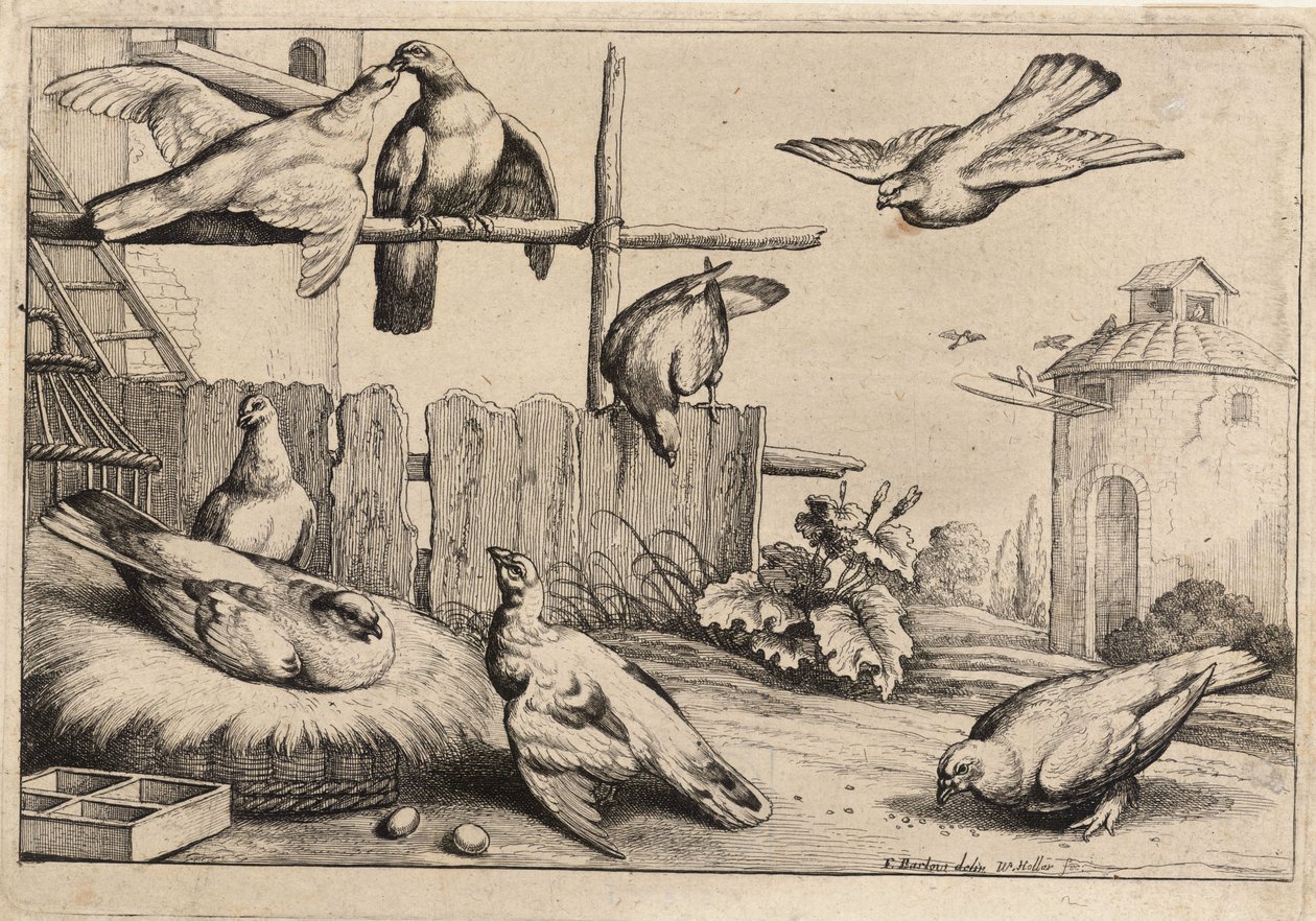 Ocho palomas de Wenceslaus Hollar