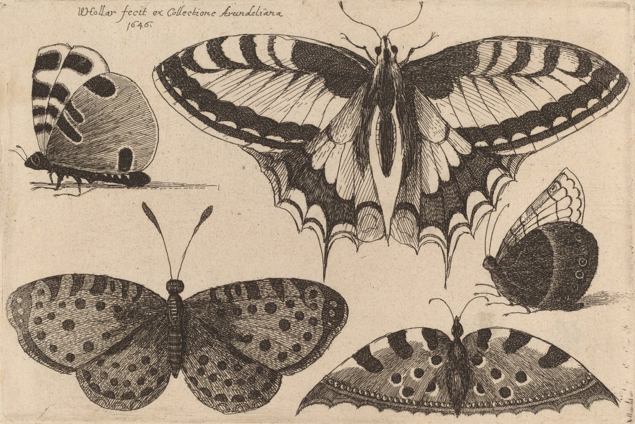 Cinco mariposas, 1646 de Wenceslaus Hollar