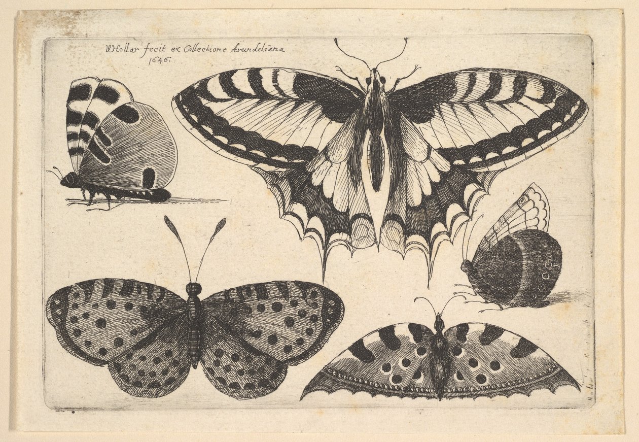 Cinco mariposas de Wenceslaus Hollar