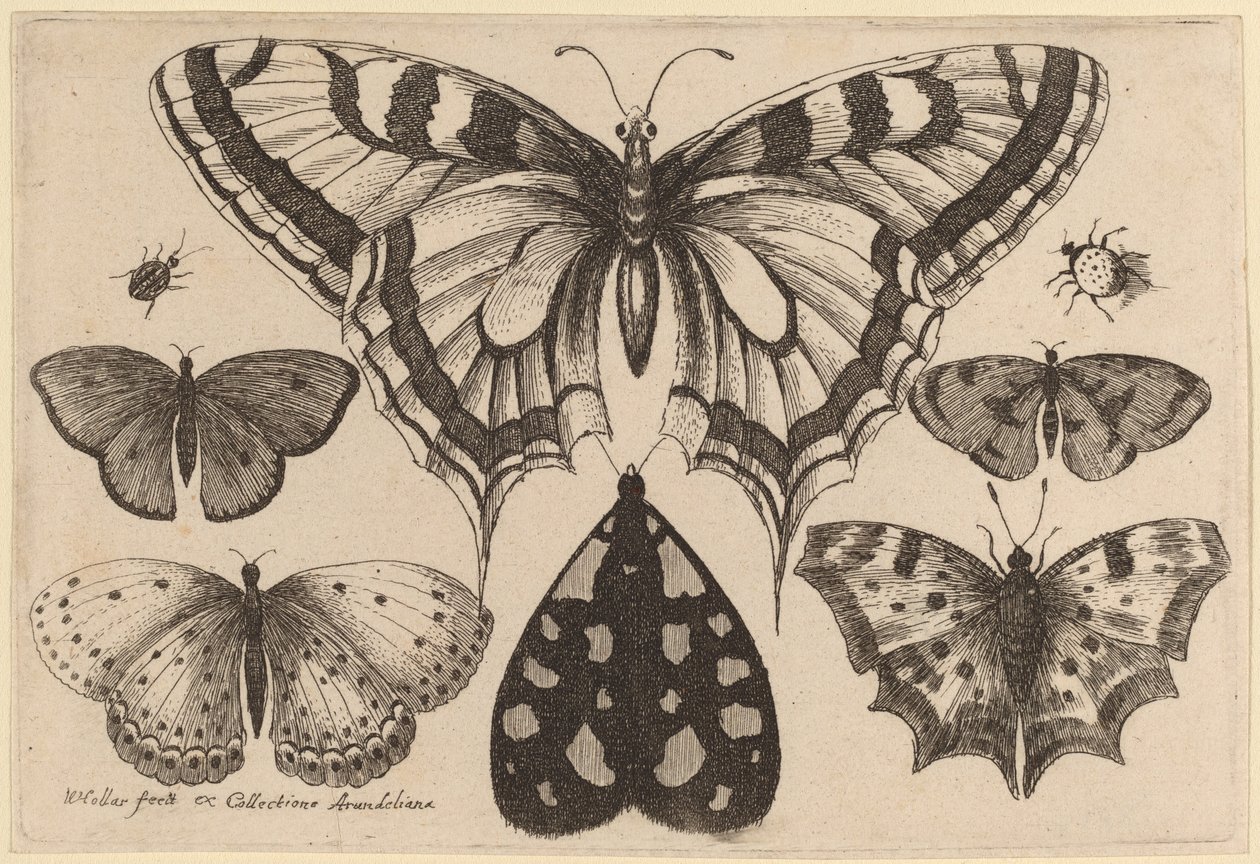 Cinco mariposas, una polilla, un escarabajo y una araña de Wenceslaus Hollar