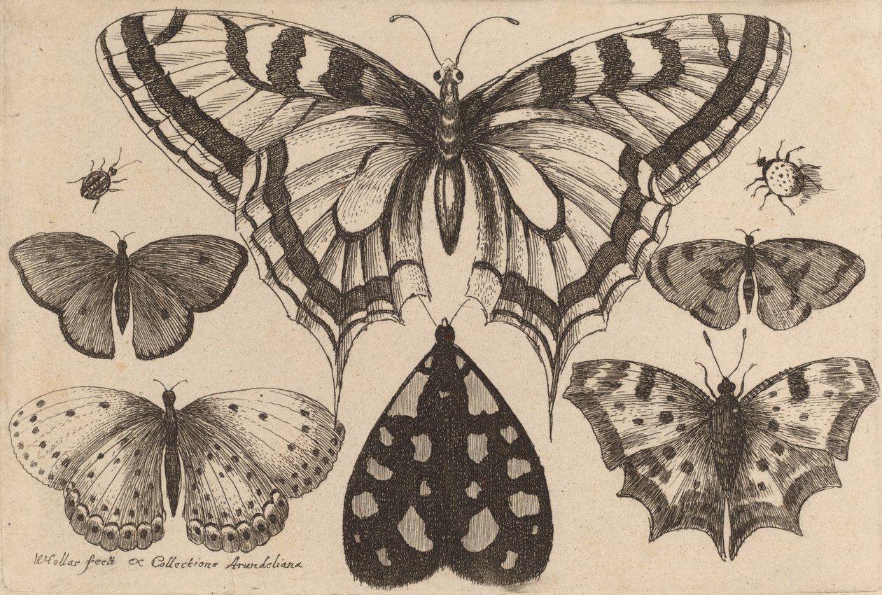 Cinco mariposas, una polilla y dos escarabajos, 1646 de Wenceslaus Hollar