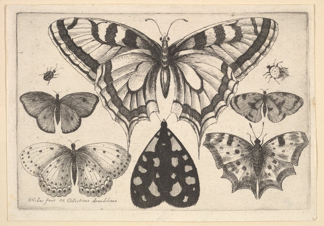 Cinco mariposas, una polilla y dos escarabajos, 1646 de Wenceslaus Hollar