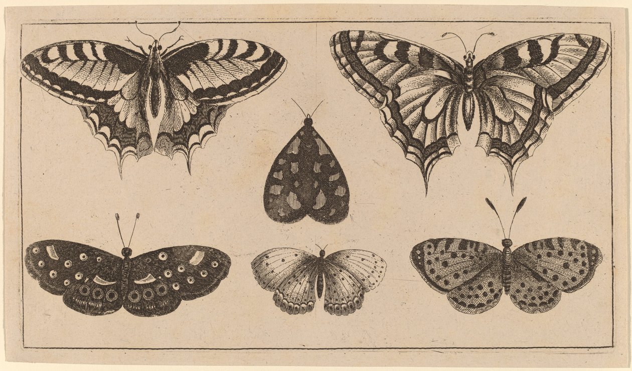 Cinco mariposas y una polilla de Wenceslaus Hollar