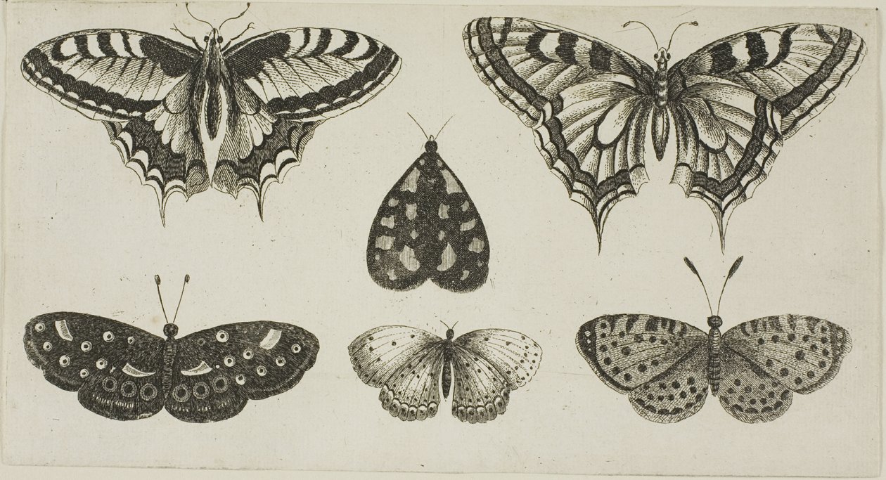 Cinco mariposas y una polilla de Wenceslaus Hollar