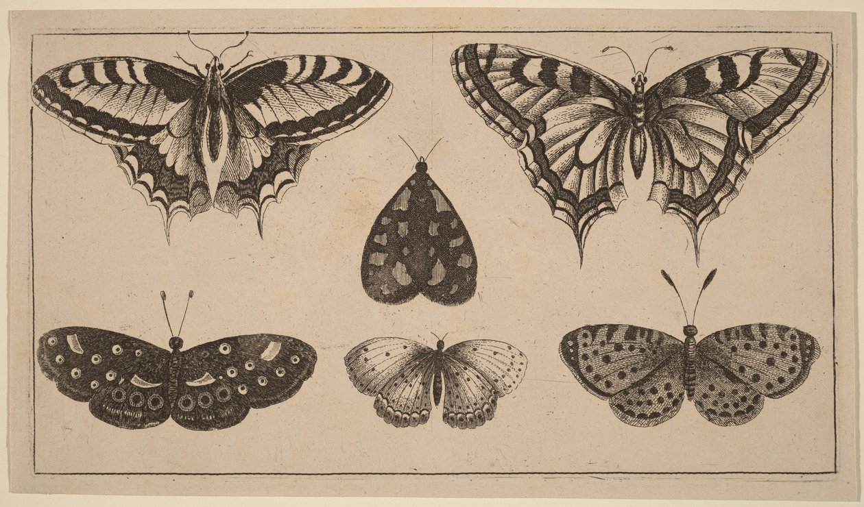 Cinco mariposas y una polilla de Wenceslaus Hollar