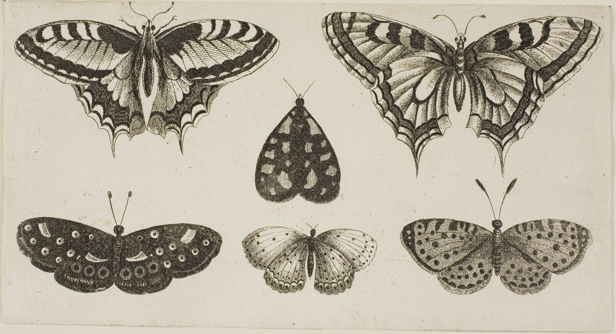 Cinco mariposas y una polilla de Wenceslaus Hollar