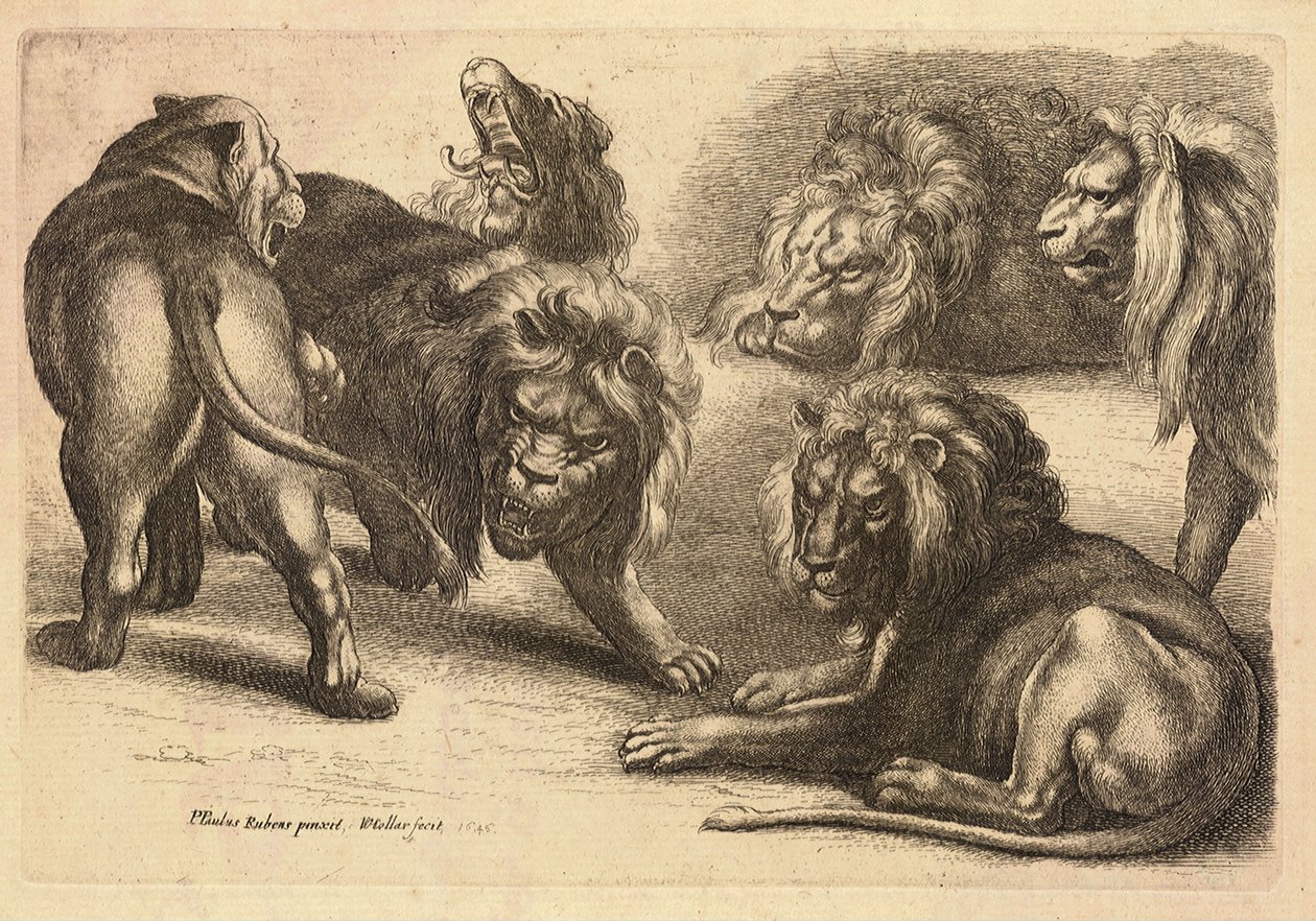 Cinco leones y una leona, después de Rubens de Wenceslaus Hollar