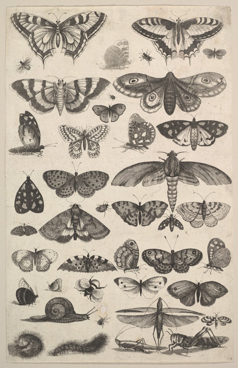 Cuarenta y un Insectos, incluyendo polillas y mariposas de Wenceslaus Hollar