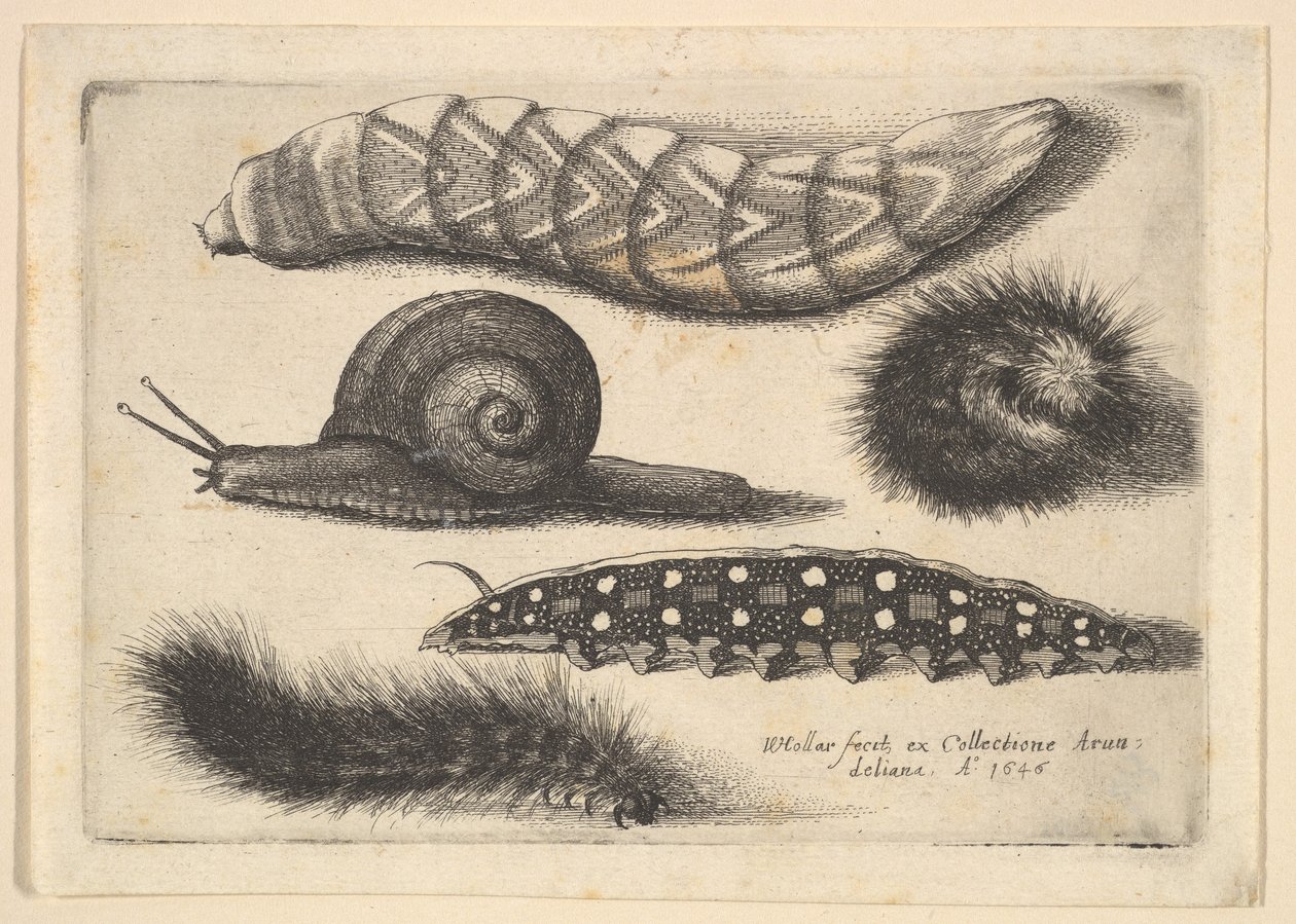 Cuatro orugas y un caracol, 1646 de Wenceslaus Hollar
