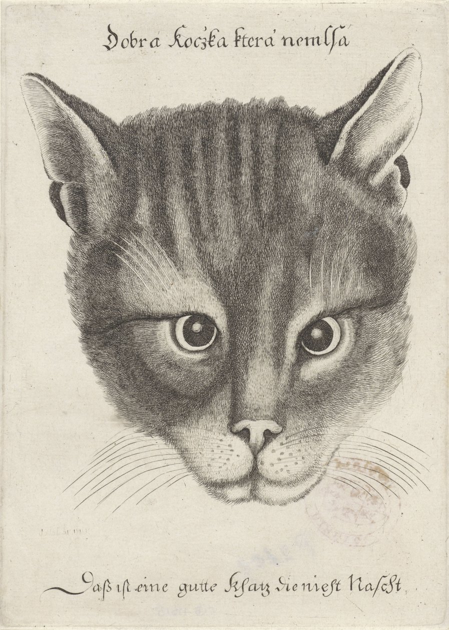 cabeza de un gato de Wenceslaus Hollar