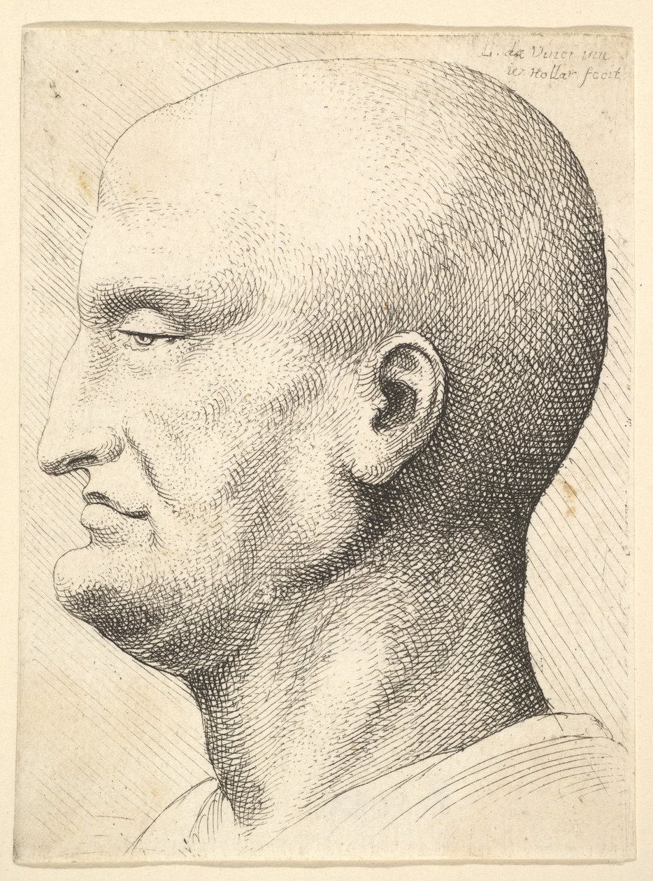 Cabeza de un hombre calvo de perfil a la izquierda, 1644-52 de Wenceslaus Hollar