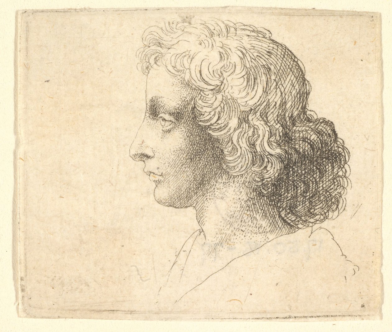 Cabeza de joven con cabello largo de perfil a la izquierda de Wenceslaus Hollar