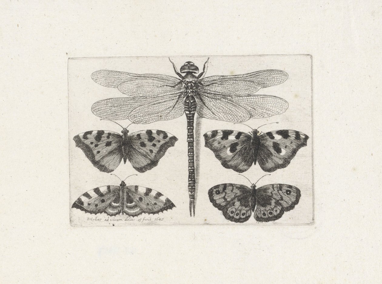 Libélula y cuatro mariposas de Wenceslaus Hollar