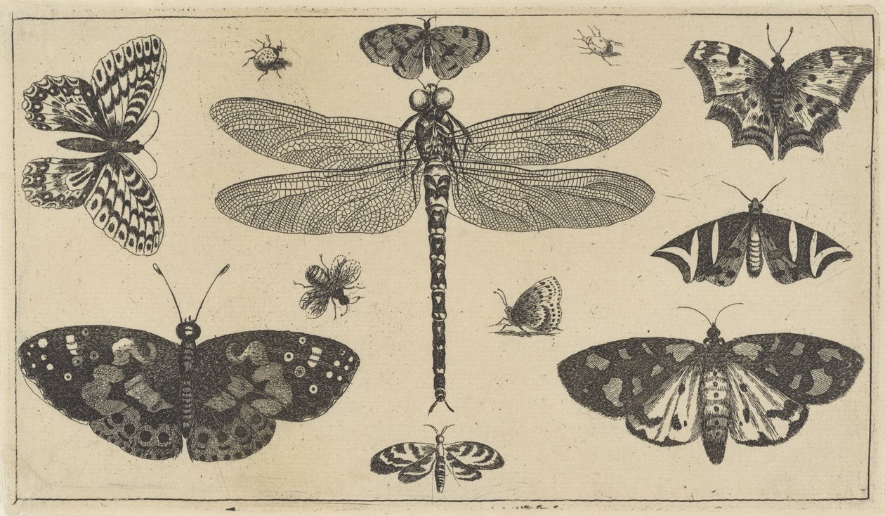 Libélula, mariquitas y mariposas Varios insectos (título de la serie) Diversae Insectorum (título de la serie) de Wenceslaus Hollar