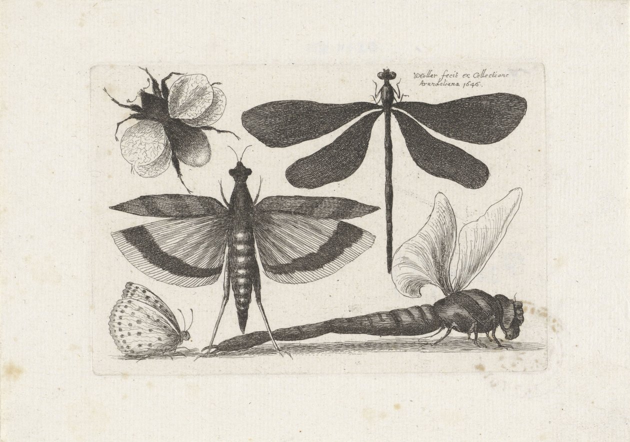 Libélulas, mariposas y un abejorro Insectos (título de la serie) Muscarum Scarabeorum (título de la serie) de Wenceslaus Hollar