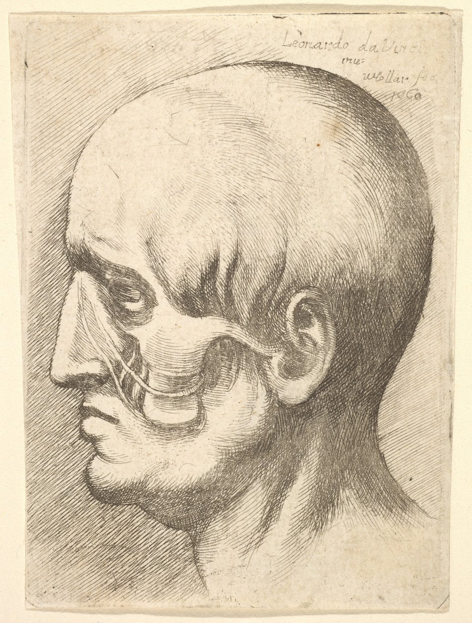 Cabeza masculina de perfil a la izquierda con músculos expuestos, 1660 de Wenceslaus Hollar