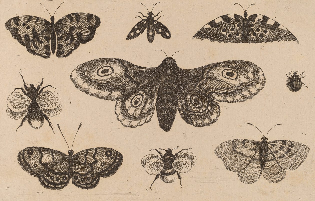 Polilla, mariposas y abejas de Wenceslaus Hollar
