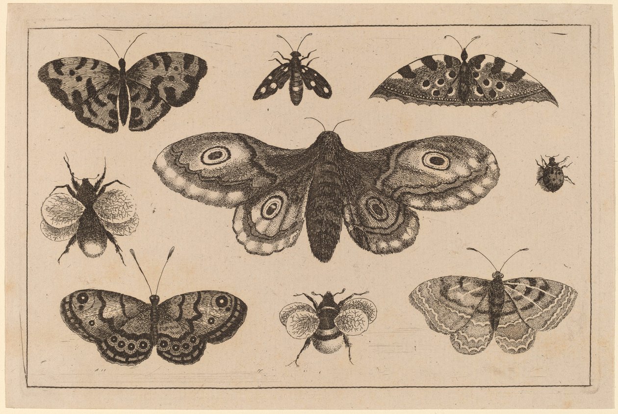 Polilla, mariposas y abejas de Wenceslaus Hollar
