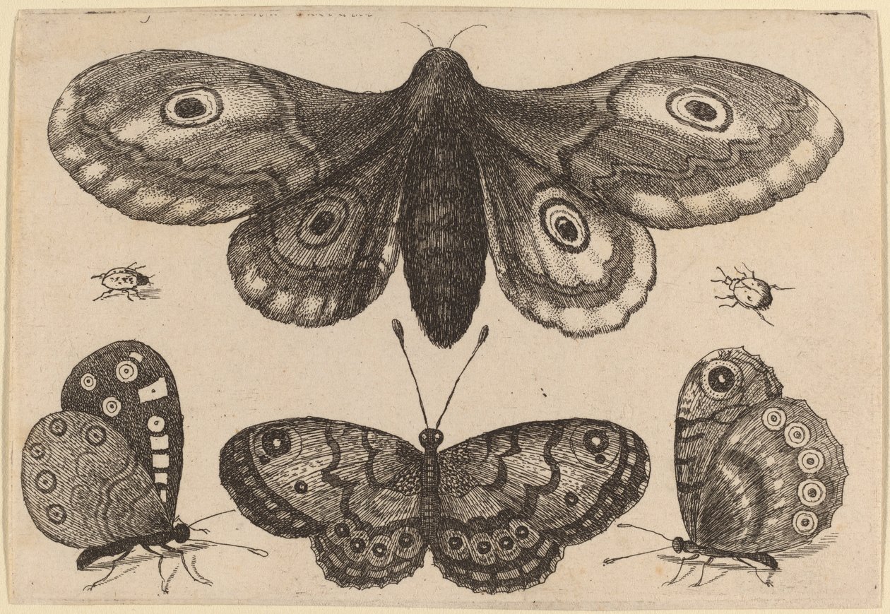 Polilla, Tres Mariposas y Dos Escarabajos de Wenceslaus Hollar