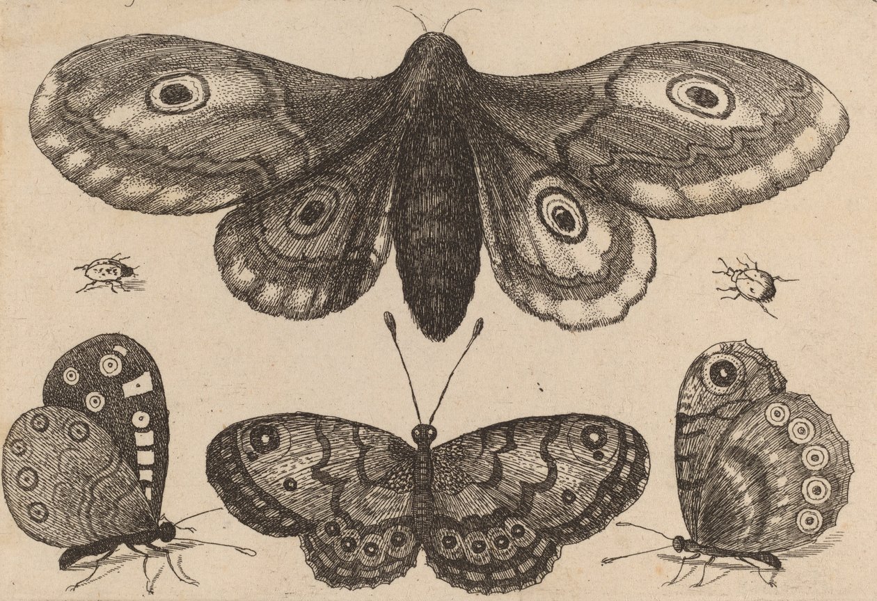 Polilla, tres mariposas y dos escarabajos, 1646 de Wenceslaus Hollar