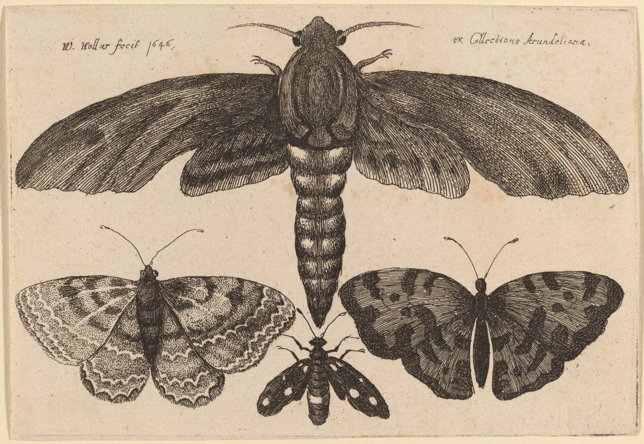 Polilla y Tres Mariposas de Wenceslaus Hollar