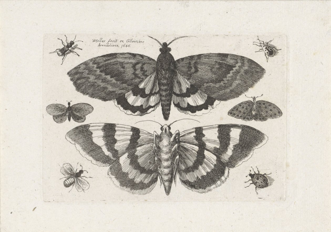 Polillas y pequeños insectos Insectos (título de la serie) Muscarum Scarabeorum (título de la serie) de Wenceslaus Hollar