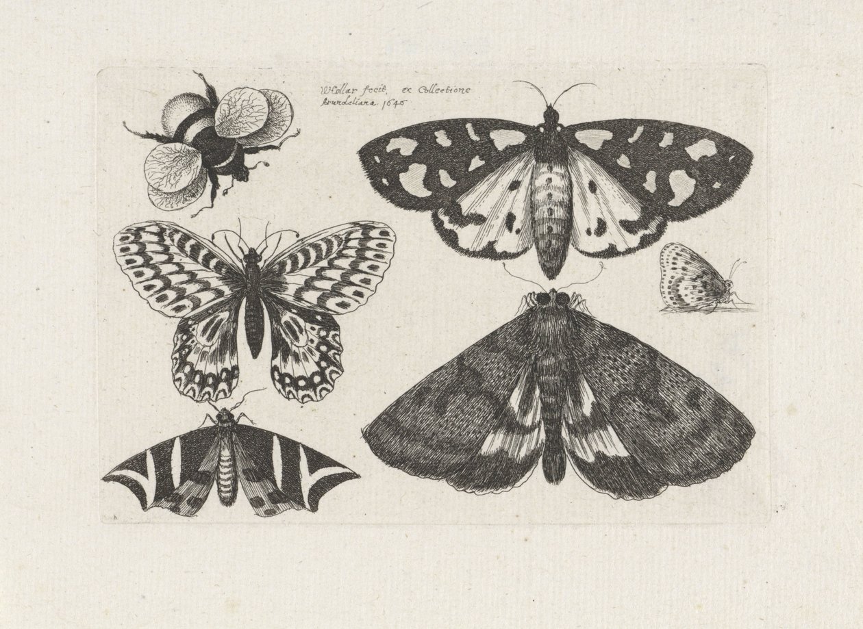 Polillas, mariposas y un abejorro
Insectos (título de la serie)
Muscarum Scarabeorum (título de la serie) de Wenceslaus Hollar