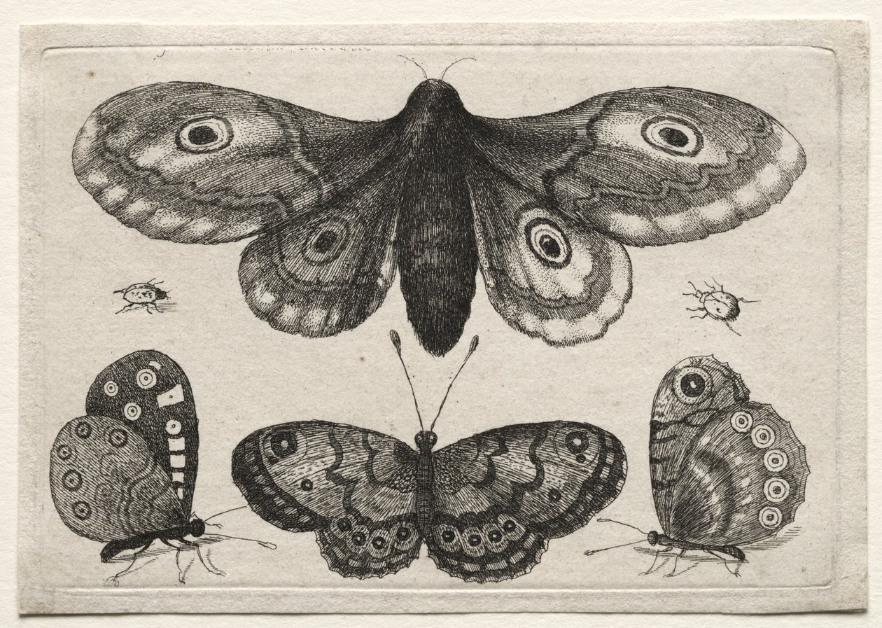 Diversas figuras y formas de moscas, escarabajos y gusanos: una polilla, tres mariposas y dos escarabajos de Wenceslaus Hollar