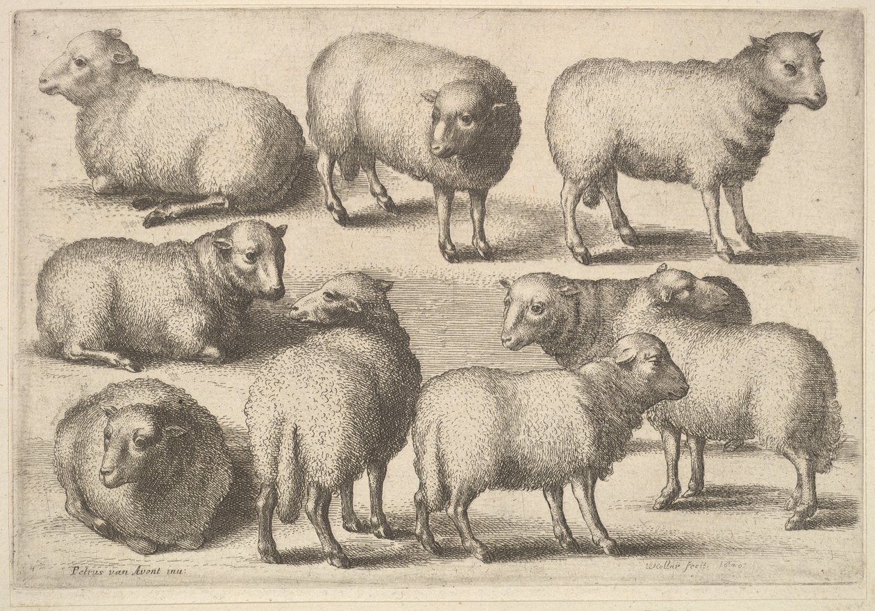 Nueve ovejas de Wenceslaus Hollar