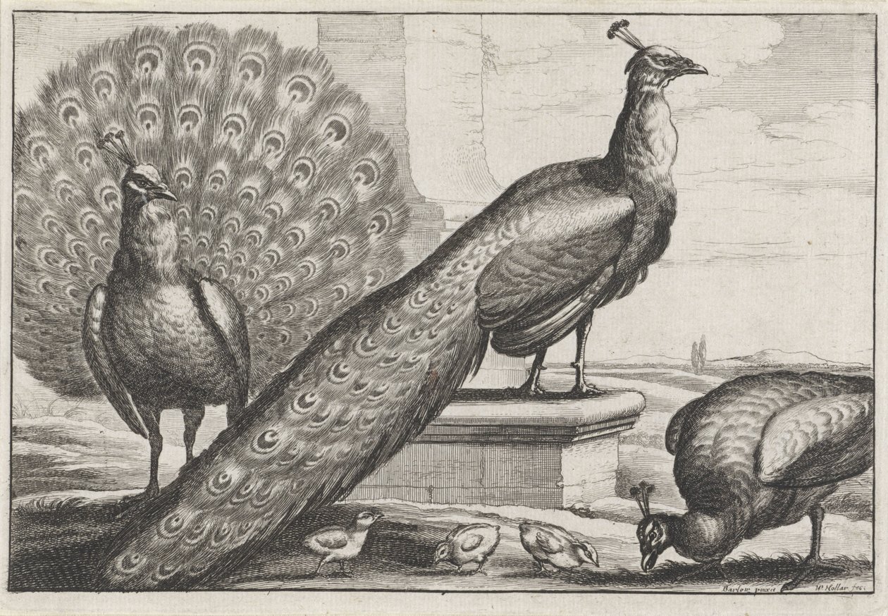 pavos reales Especies de Diversae avium (título de la serie) Aves diferentes (título de la serie) de Wenceslaus Hollar