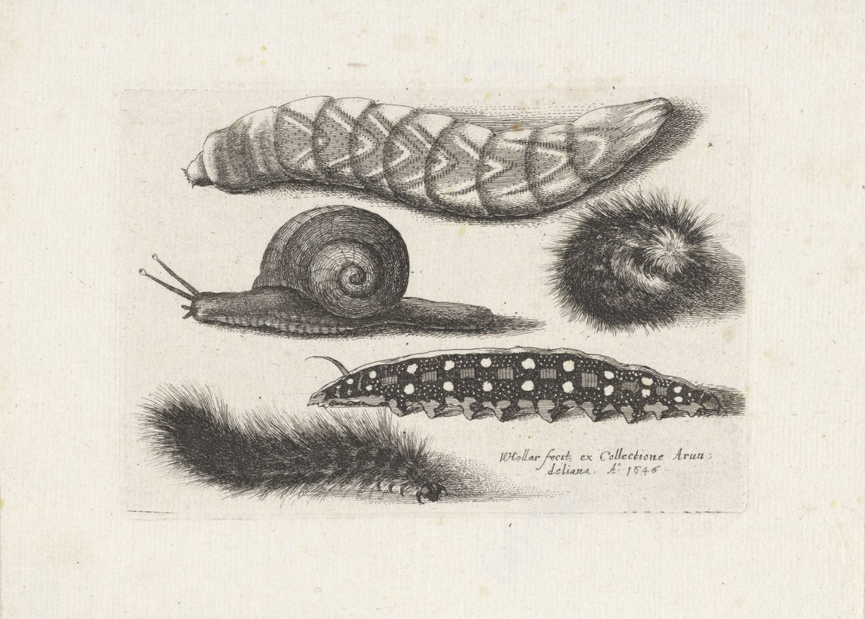 Orugas y un caracol Insectos (título de la serie) Muscarum Scarabeorum (título de la serie) de Wenceslaus Hollar