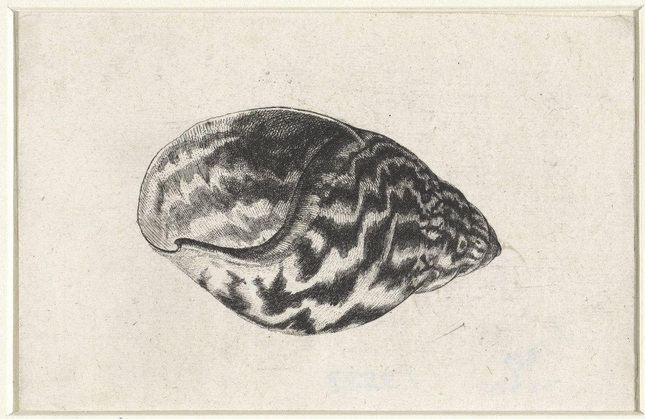 Schelp, achatina achatina
Schelpen (título de la serie) de Wenceslaus Hollar