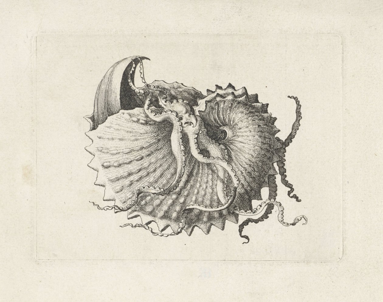 Concha, argonauta nodosa Conchas (título de la serie) de Wenceslaus Hollar