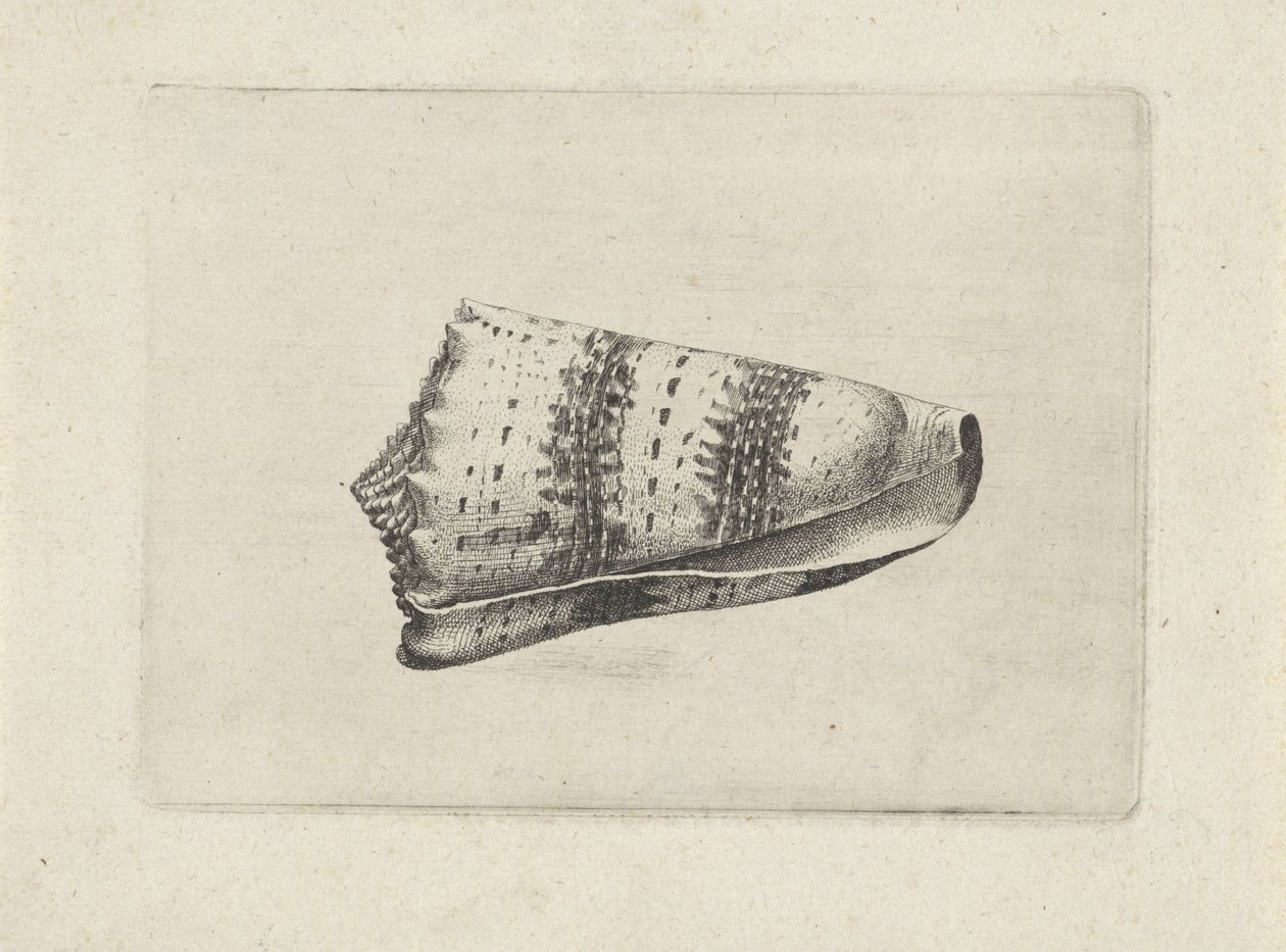 Concha, cono imperial Conchas (título de la serie) de Wenceslaus Hollar