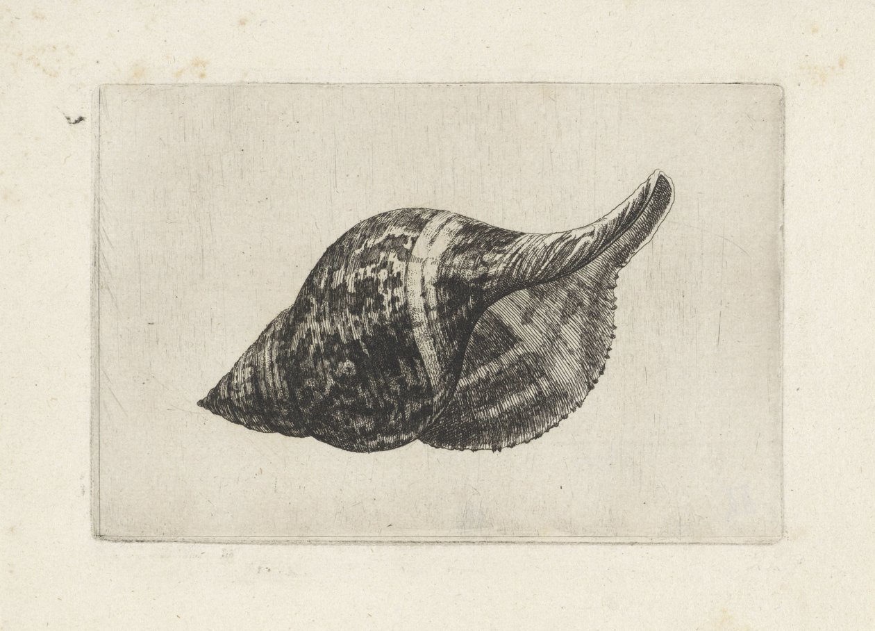 Concha, fasciolaria tulipa Conchas (título de la serie) de Wenceslaus Hollar