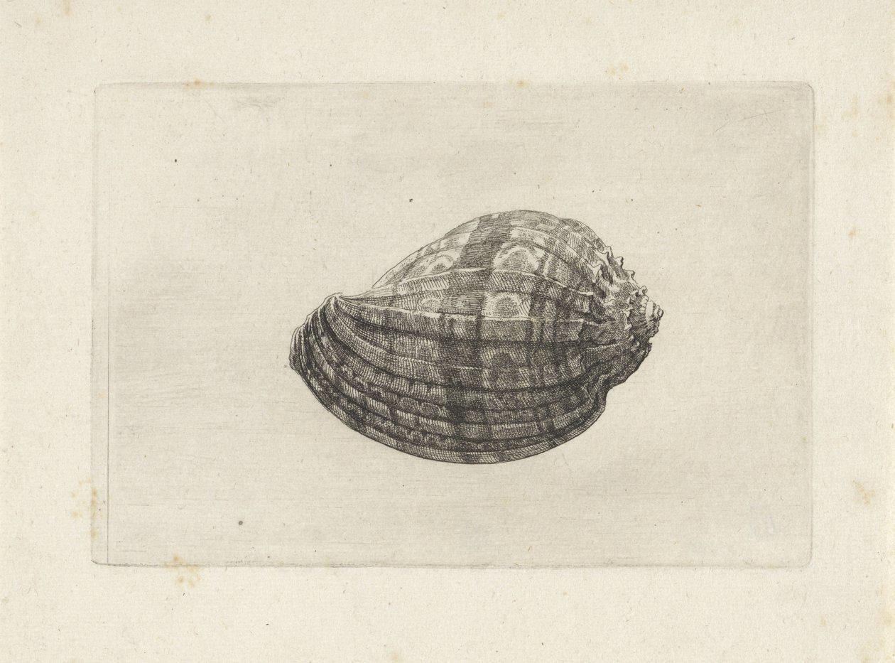 Concha, arpa mayor Conchas (título de la serie) de Wenceslaus Hollar