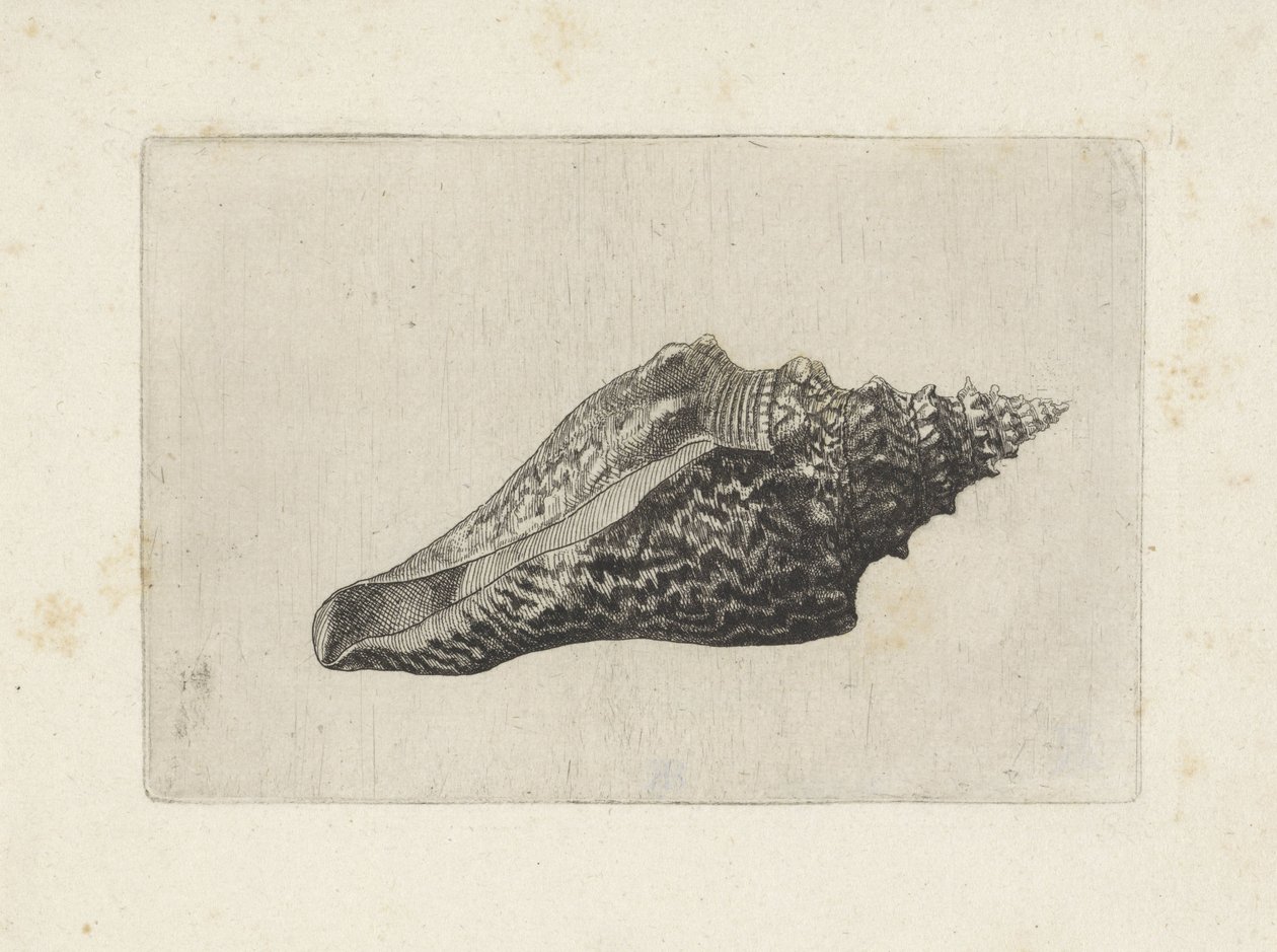 Concha, hemifusus ternatanus Conchas (título de la serie) de Wenceslaus Hollar